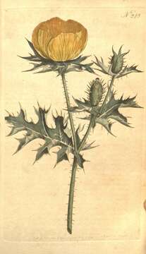 Image of Mexican pricklypoppy