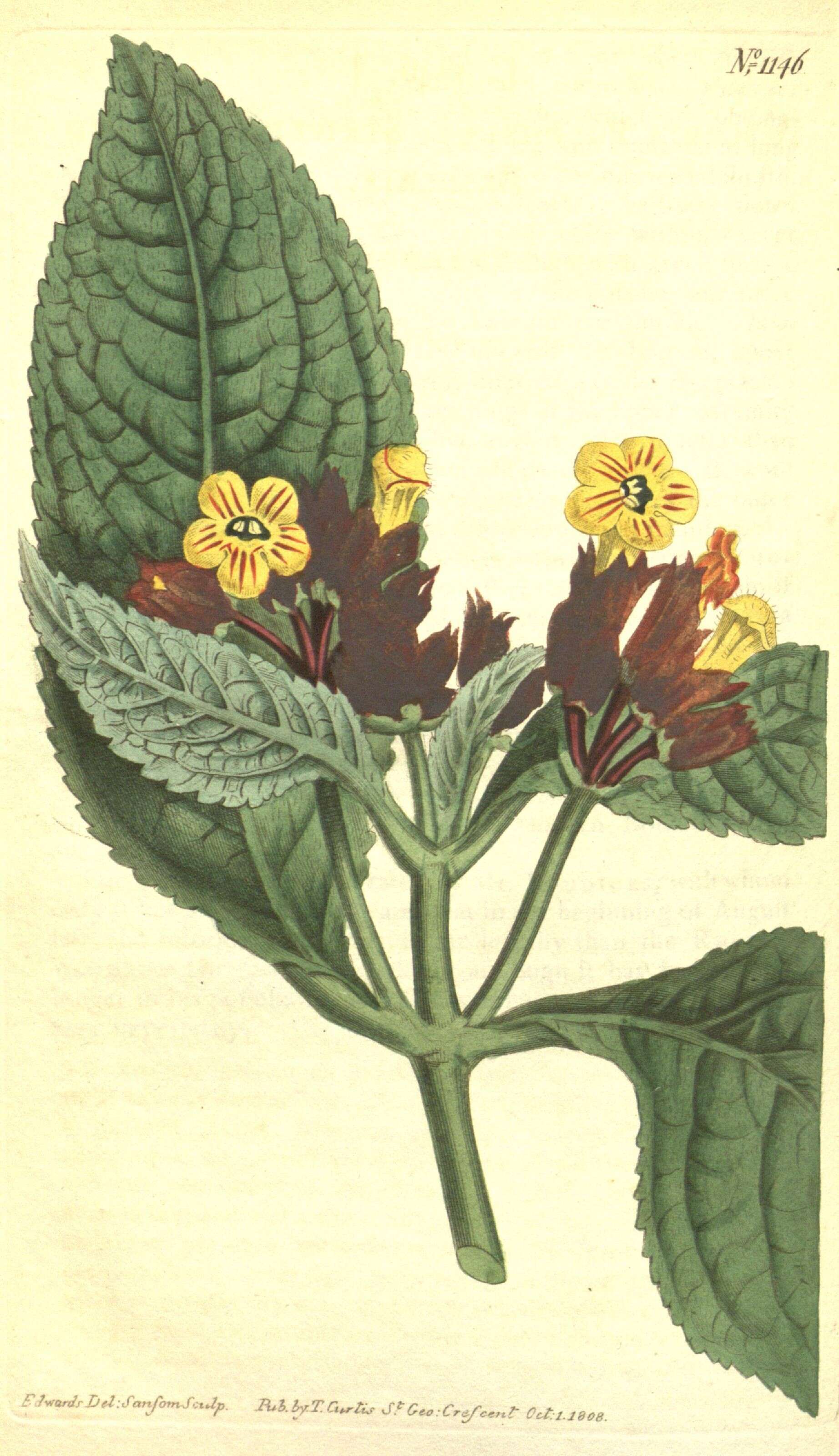 Image of Brazilian gloxinia