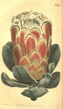 Image of Protea speciosa (L.) L.