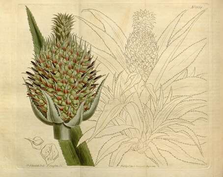 Слика од Bromeliaceae