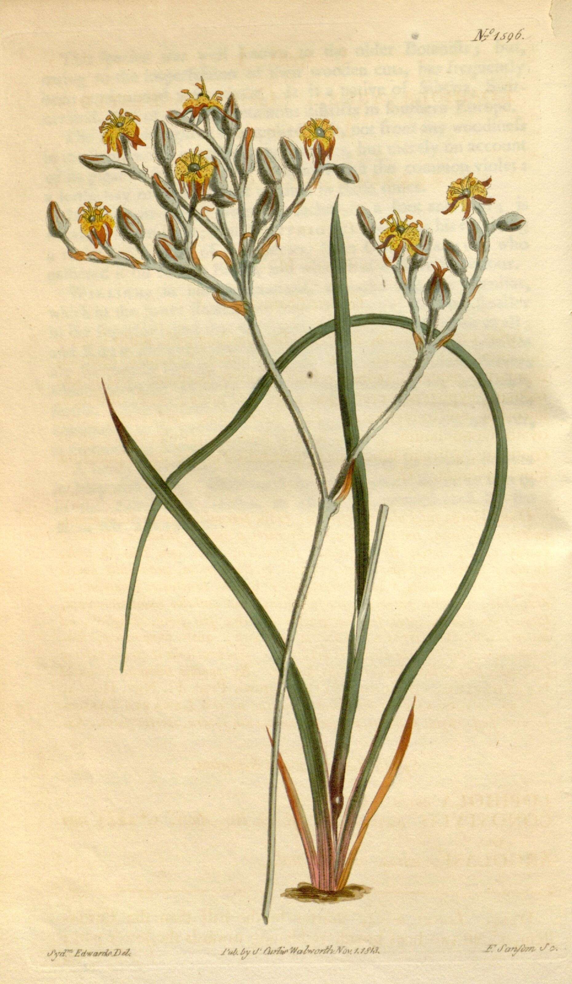 Imagem de Nartheciaceae