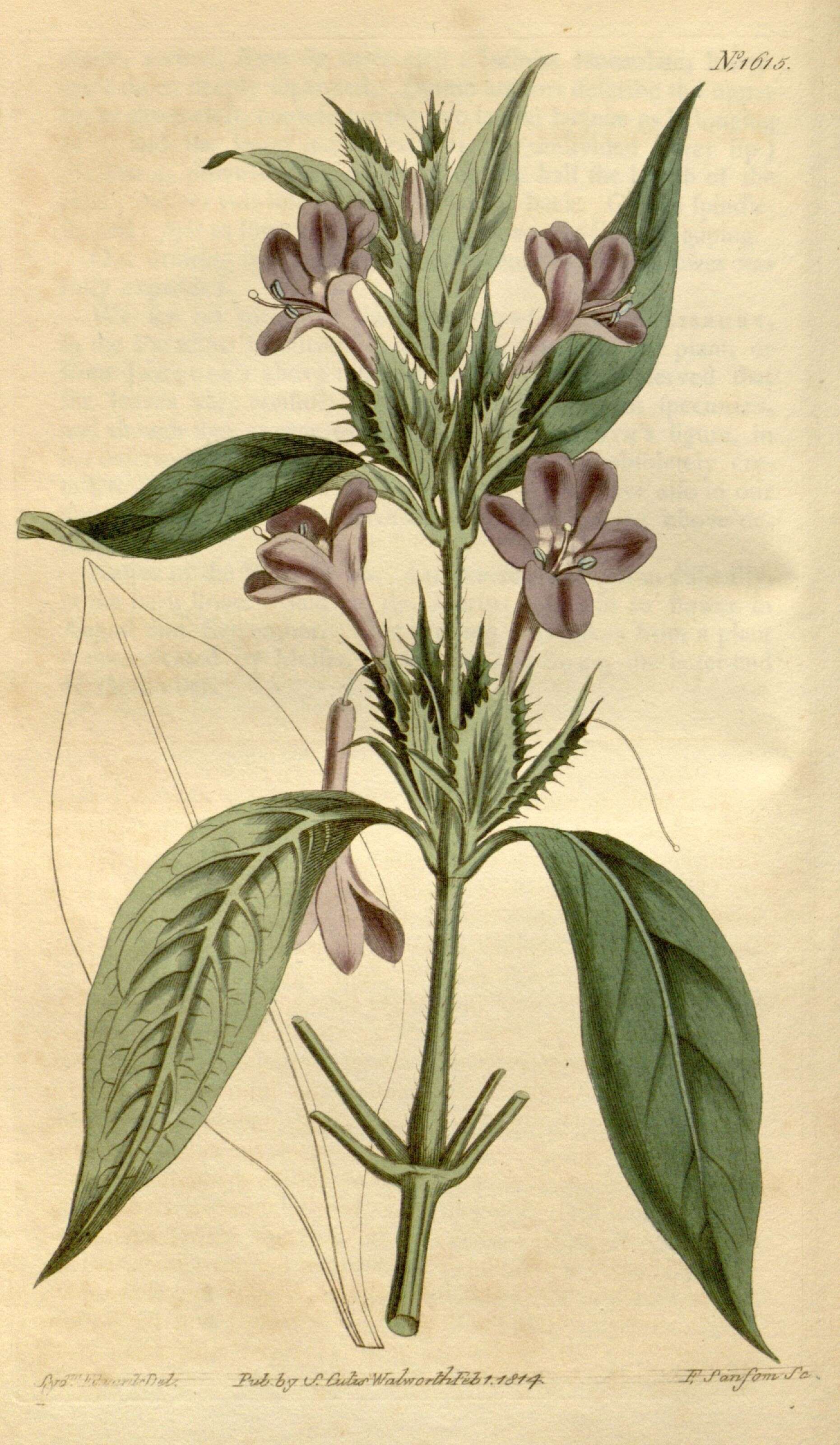 Image of acanthus family