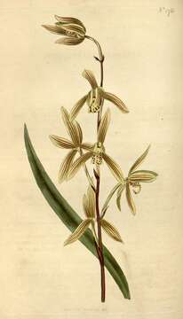 Image de Cymbidium ensifolium (L.) Sw.