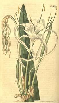 Image of amaryllis family