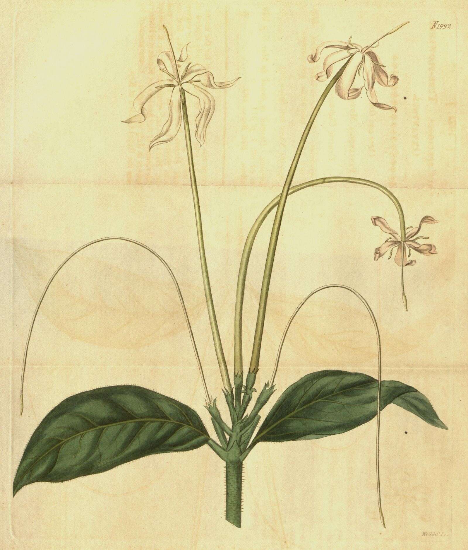 Image of Oxyanthus speciosus DC.