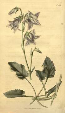 Image of bellflowers