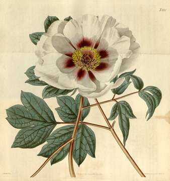 Image of peony family