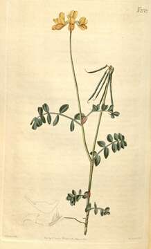 Image of Coronilla minima L.