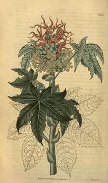 Image of Ricinus