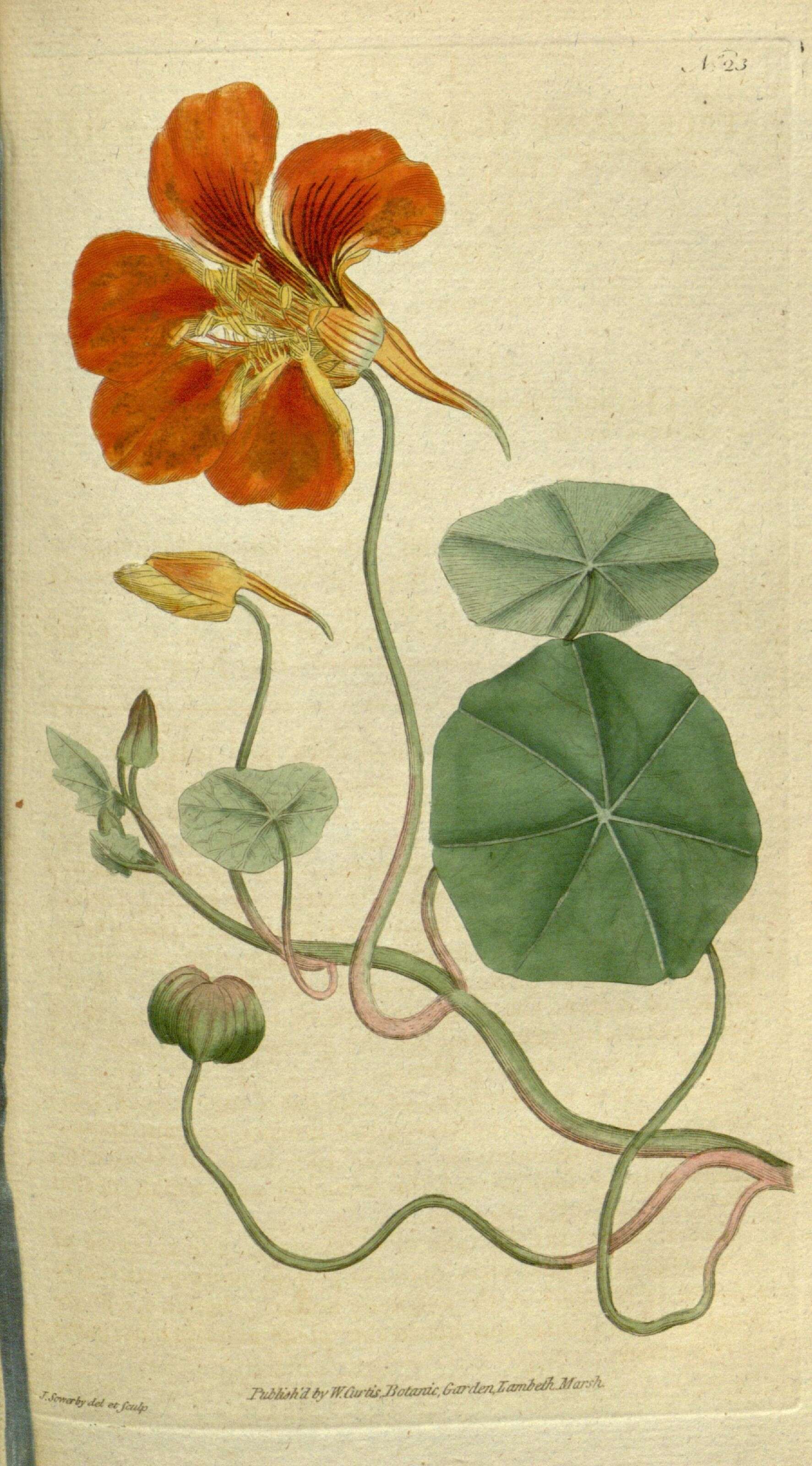 Image of Garden Nasturtium