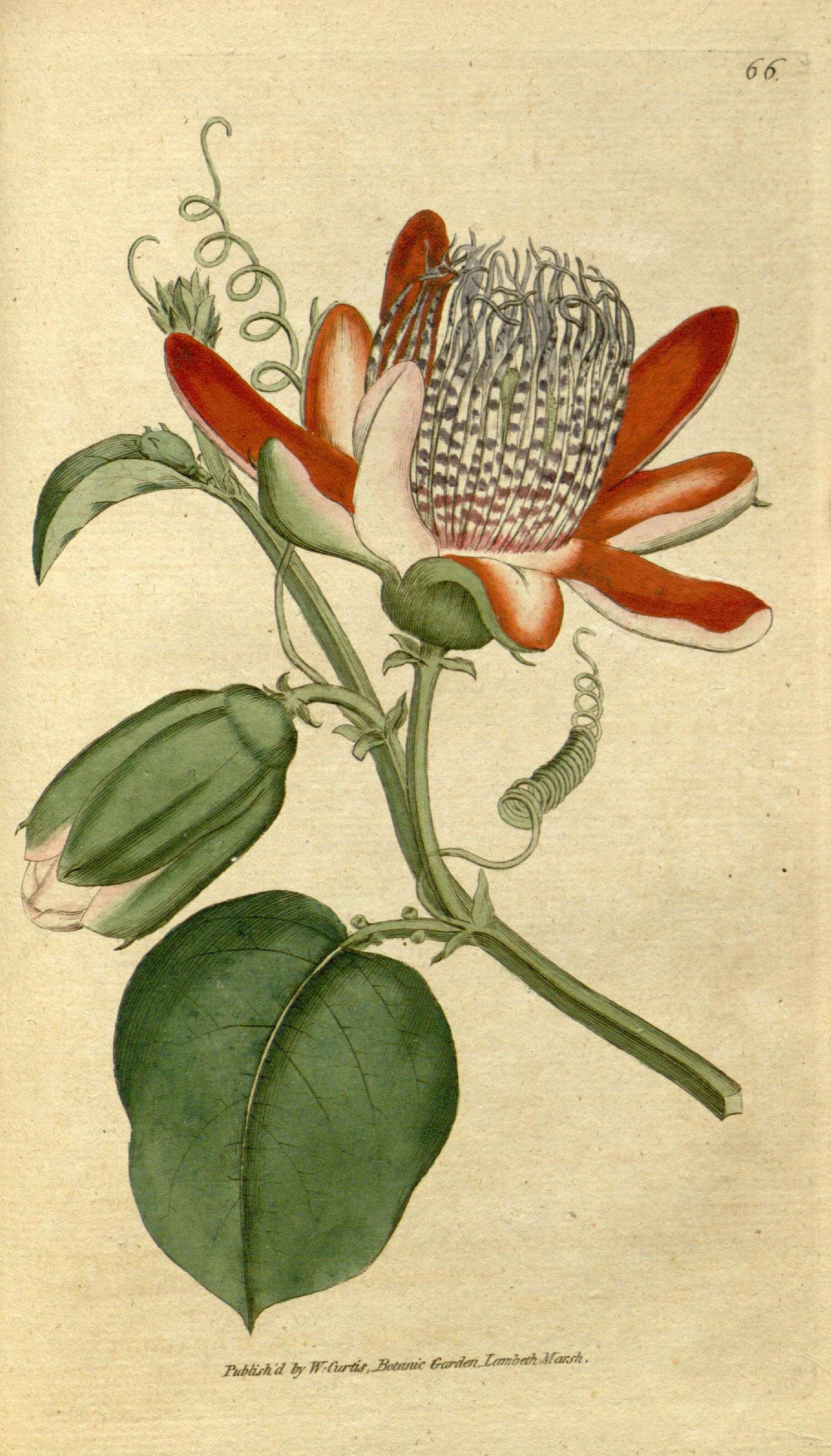 Plancia ëd Passiflora alata Curtis