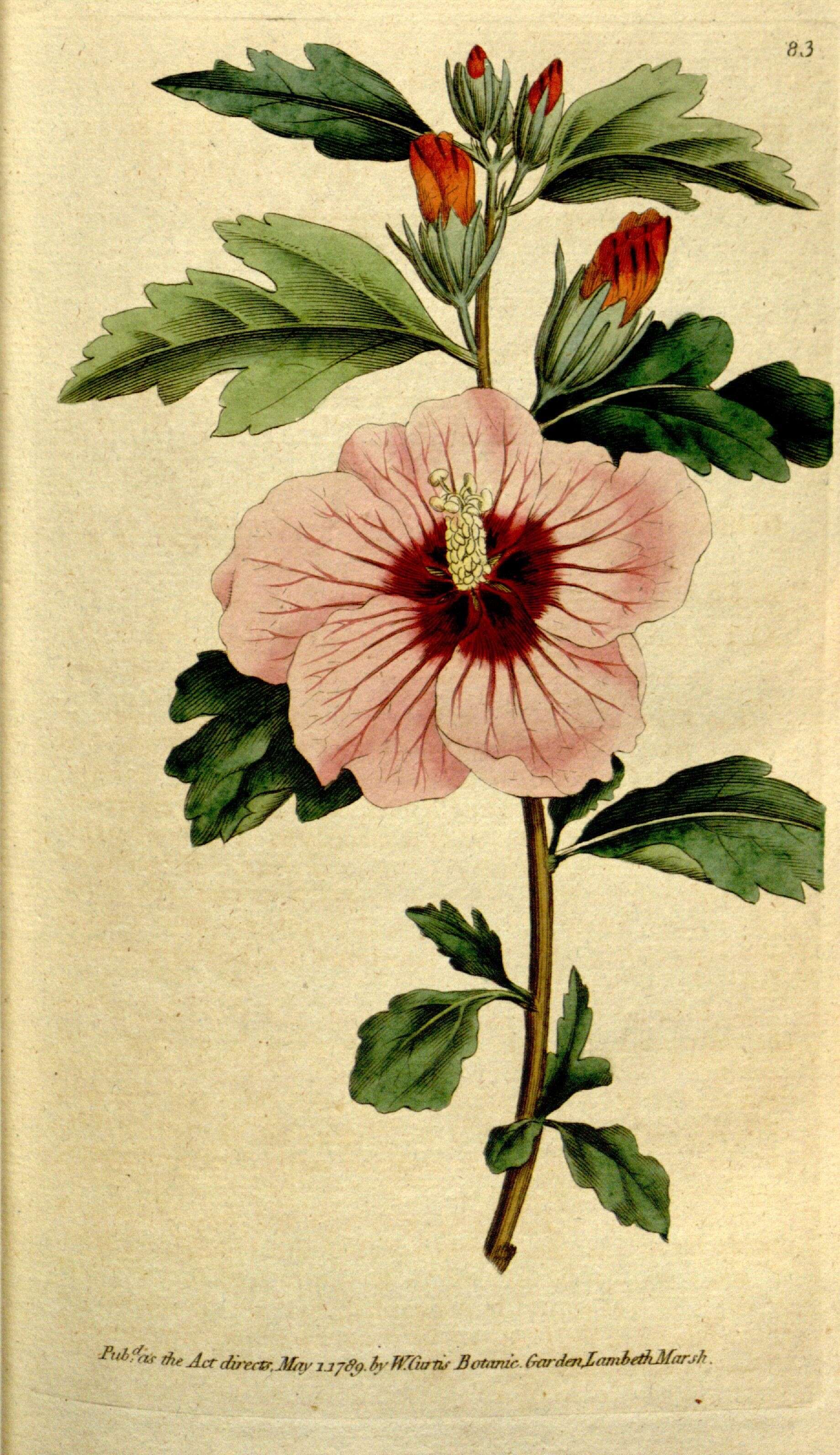 Imagem de Hibiscus syriacus L.