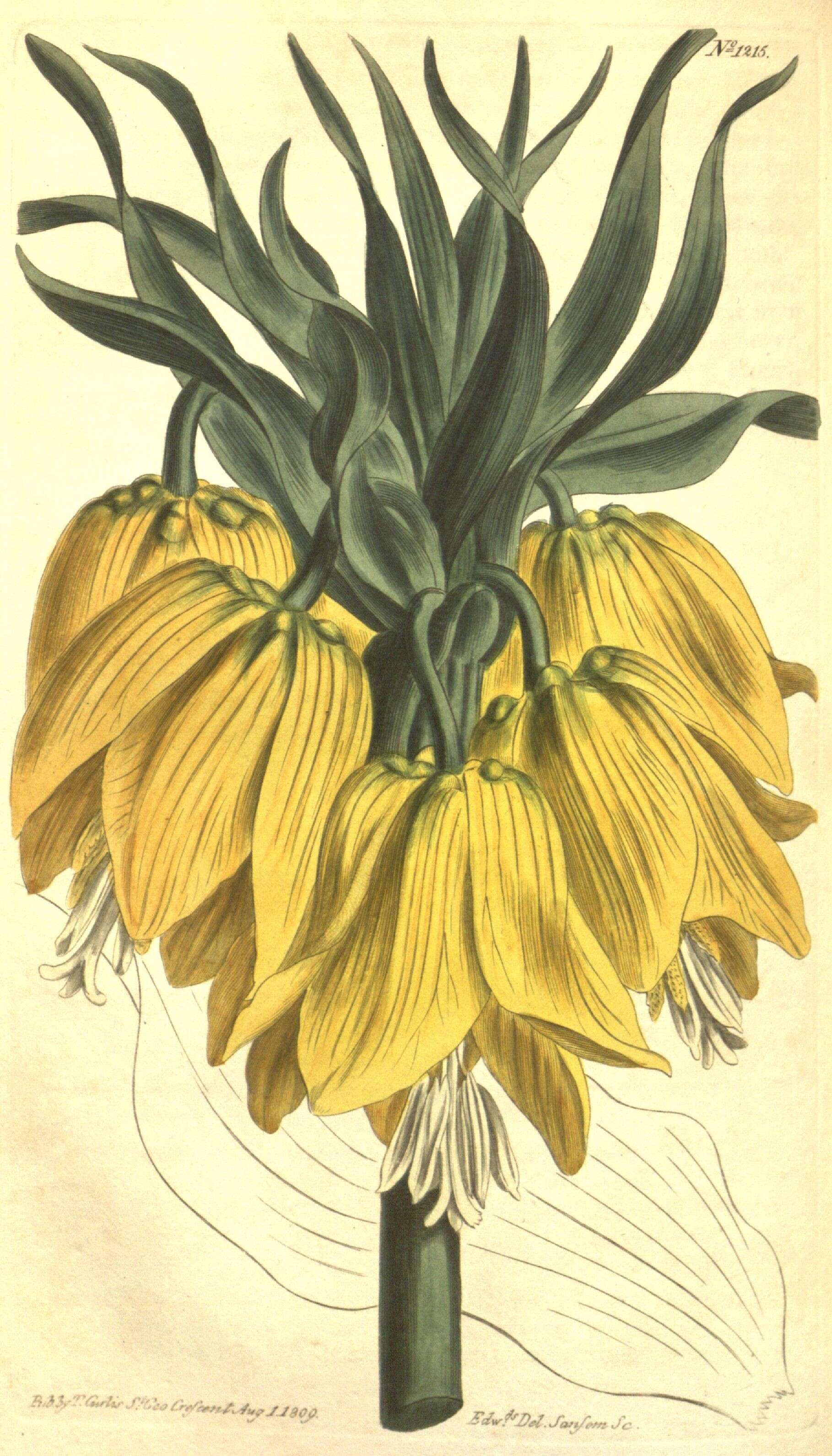 Image of imperial fritillary