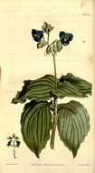 Image de Commelinaceae