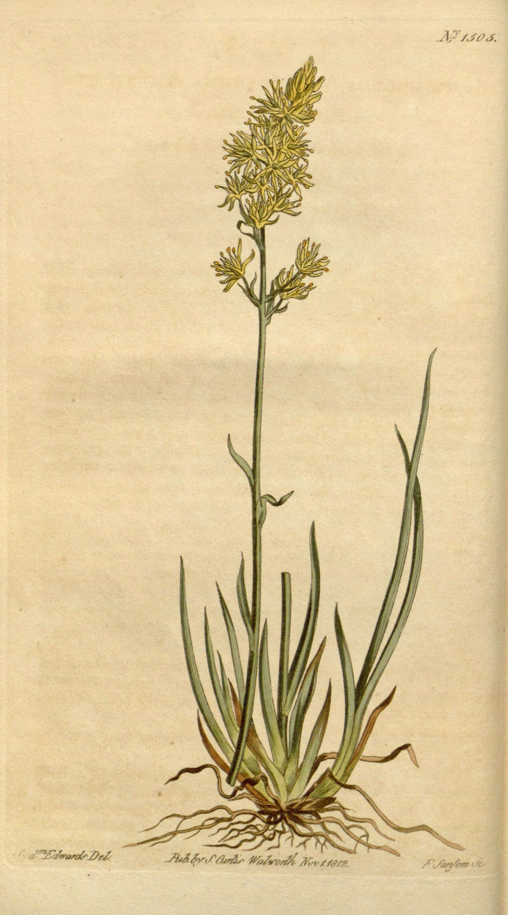 Imagem de Nartheciaceae
