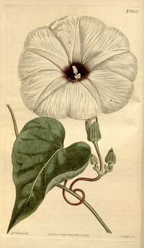 Imagem de <i>Convolvulus candicans</i> Roth 1821