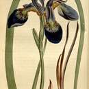 صورة Iris siberica sanguinea