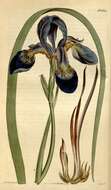 صورة Iris siberica sanguinea