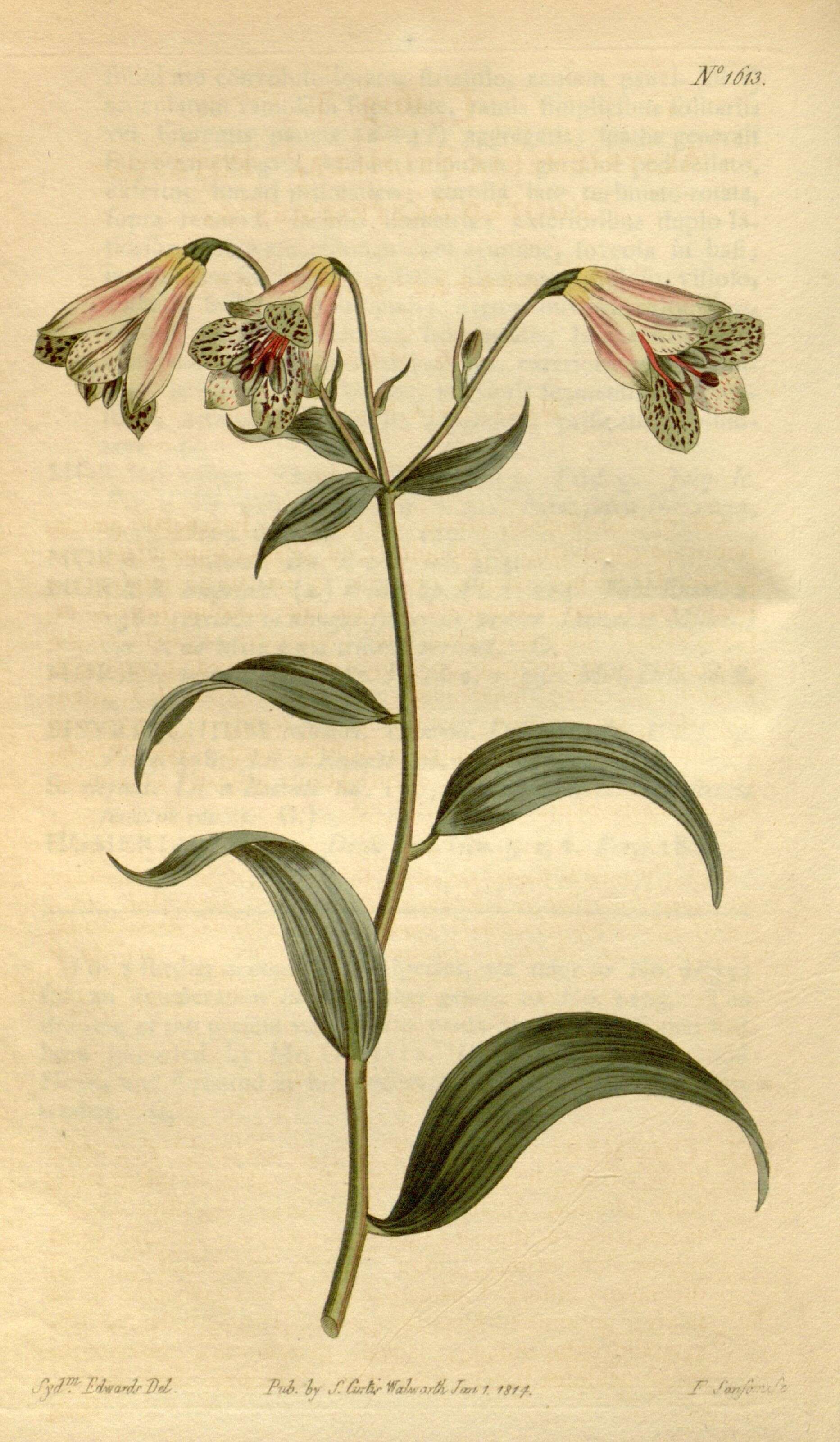 Image of alstroemeria family