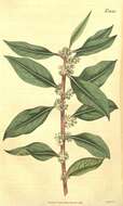 Aquifoliaceae resmi
