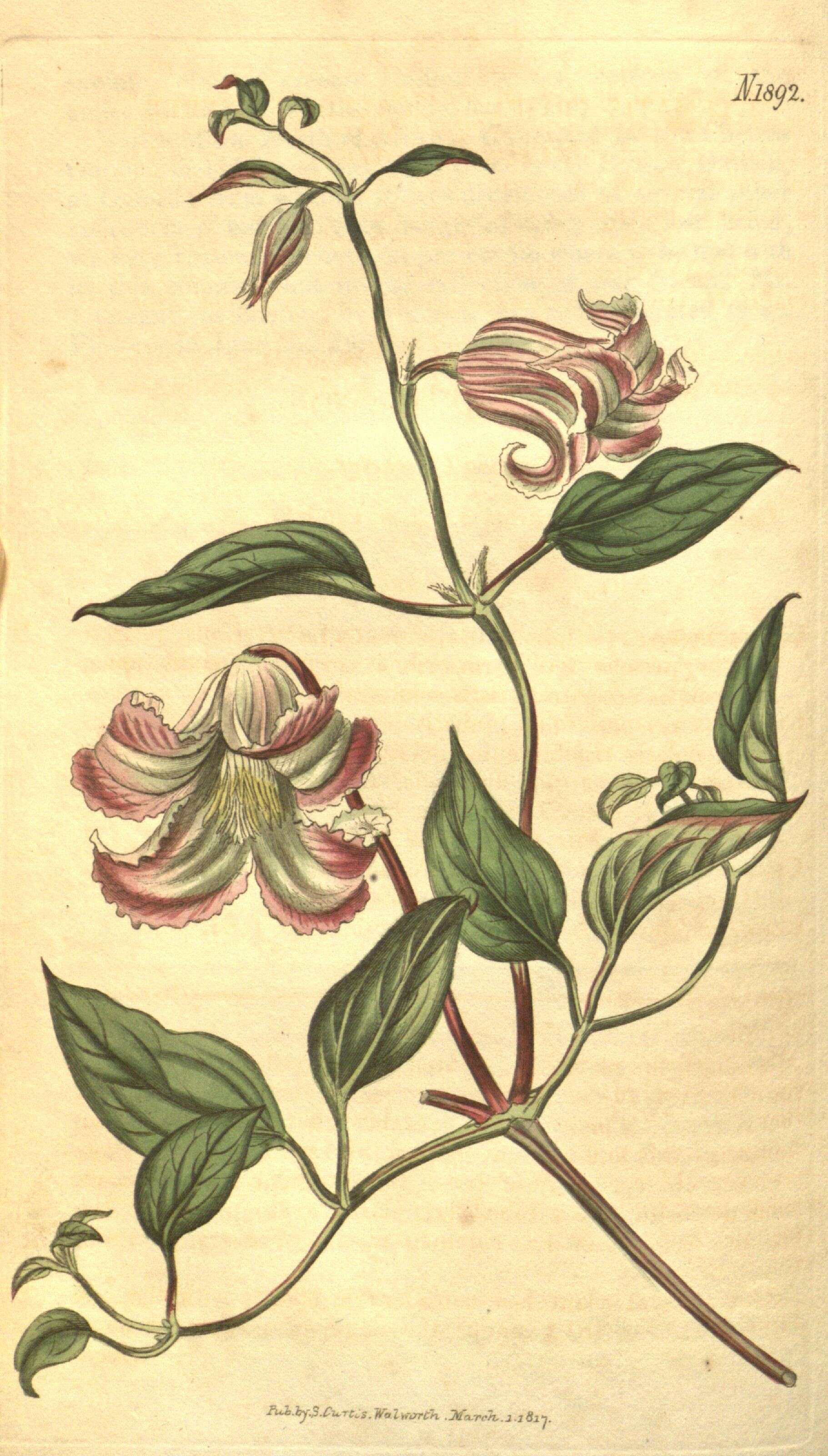 Sivun Clematis crispa L. kuva