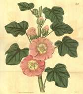 Image of hollyhock