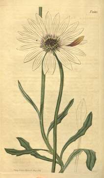 Image of ASTERACEAE