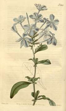 Image of leadwort family