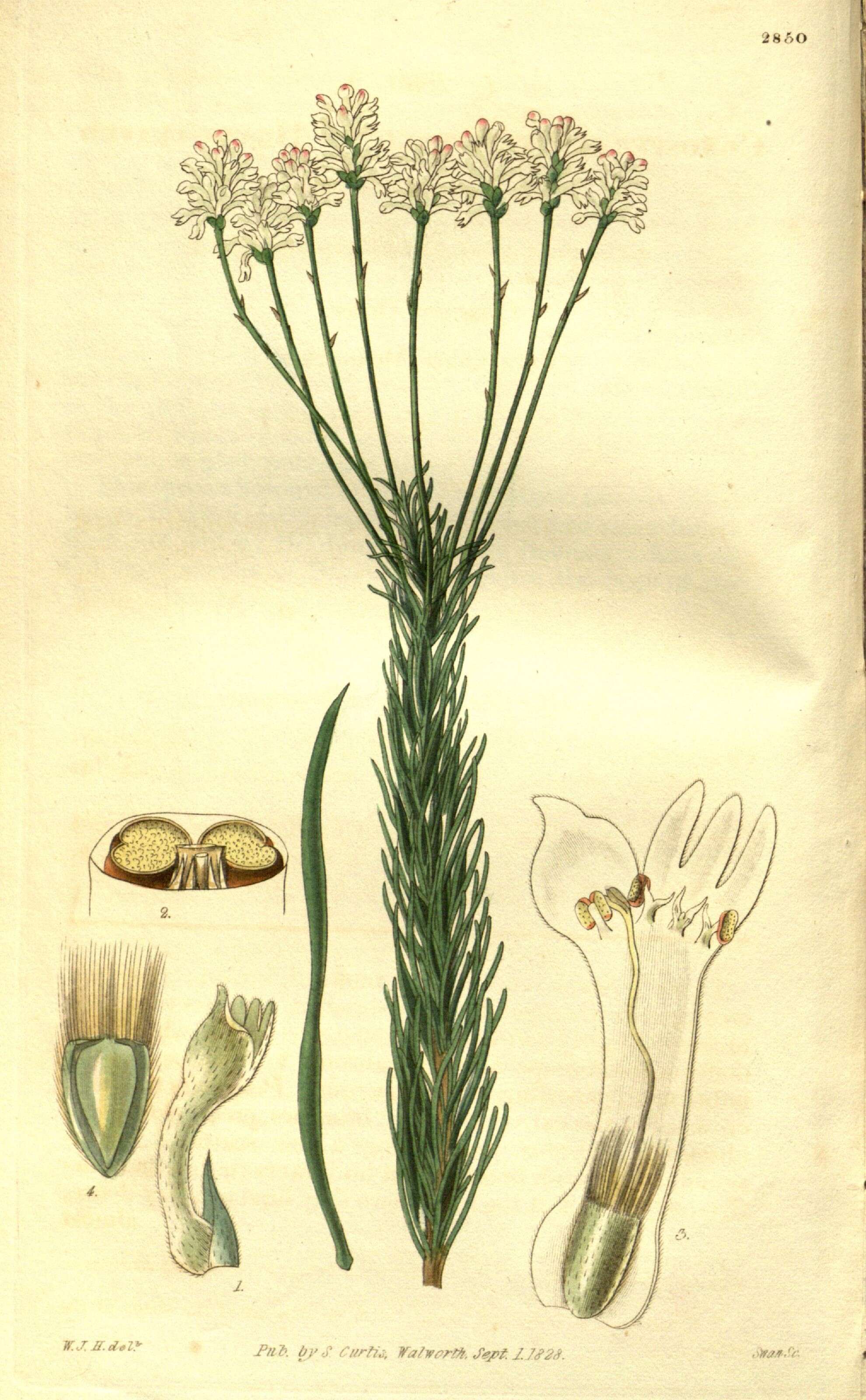 Image of Conospermum ericifolium Sm.