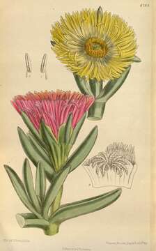 Image of hottentot fig