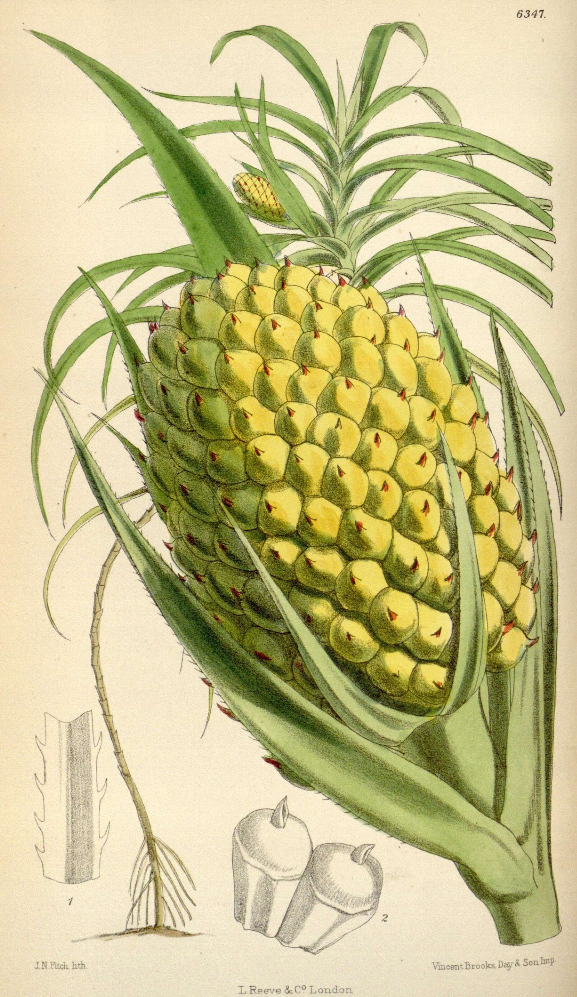 Image de Pandanaceae