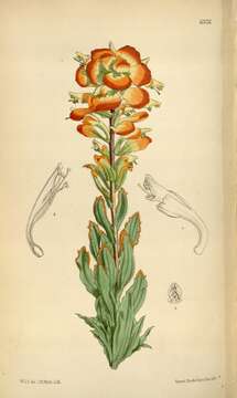 Image of broomrape family