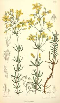 Image de Hypericum coris L.