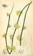 Image de Cynanchum viminale subsp. brunonianum (Wight & Arn.)