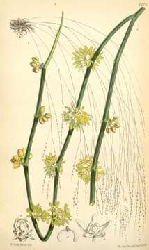 Cynanchum viminale subsp. brunonianum (Wight & Arn.) resmi