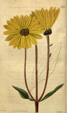 Helianthus atrorubens L. resmi