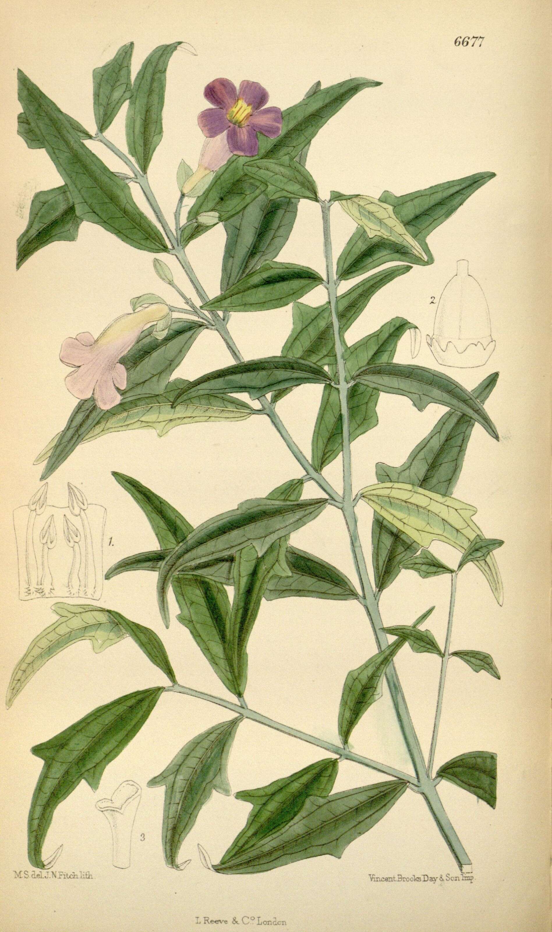 Image of acanthus family