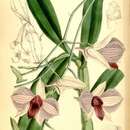 Imagem de Dendrobium bigibbum var. superbum Rchb. fil.