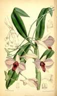 صورة Dendrobium bigibbum var. superbum Rchb. fil.