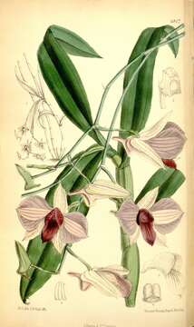 Dendrobium bigibbum var. superbum Rchb. fil. resmi