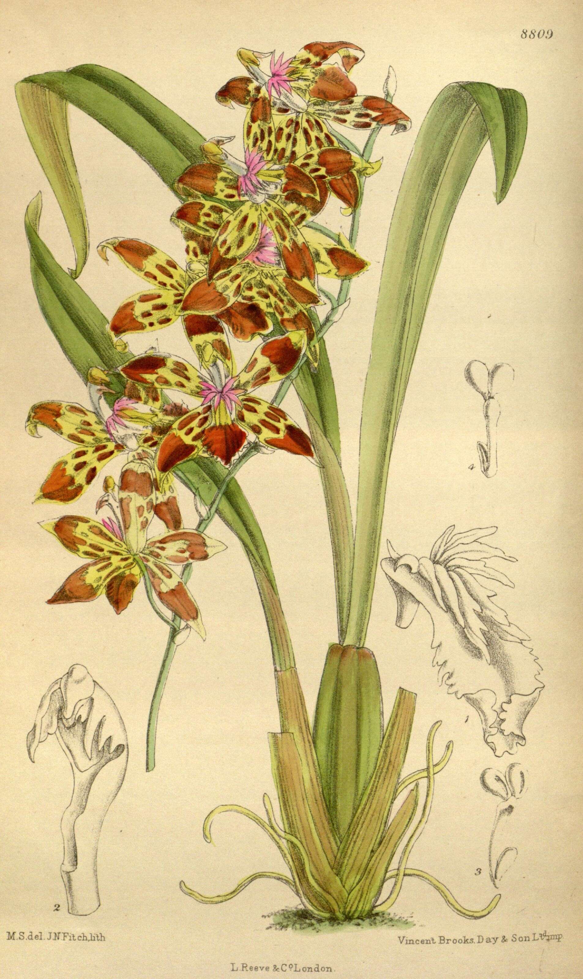 Image of orchid