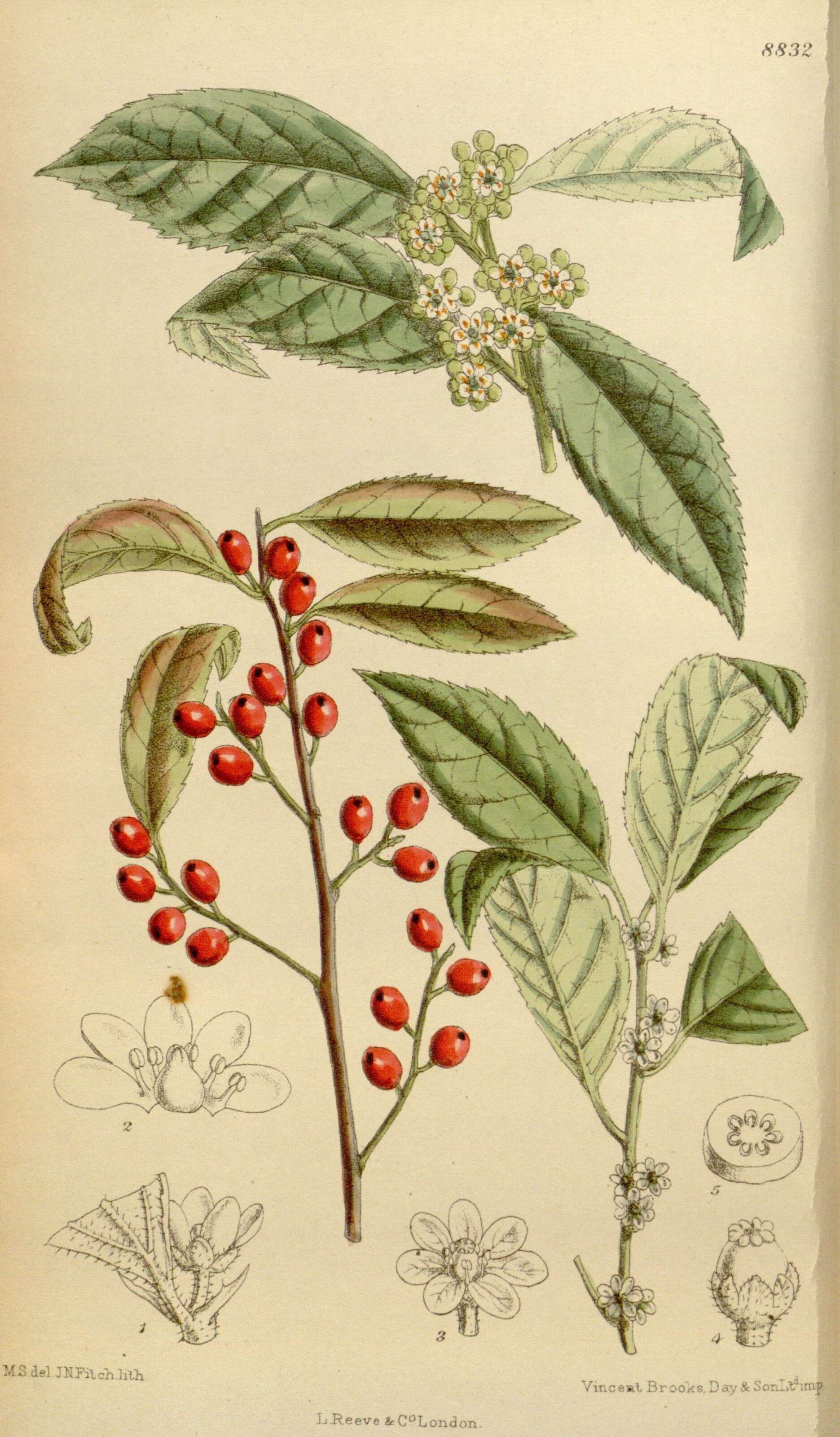 Image of Michigan holly