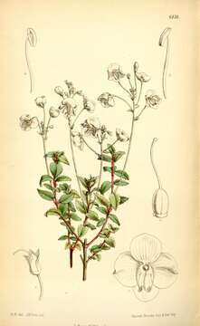 Image of Lyall's Speedwell