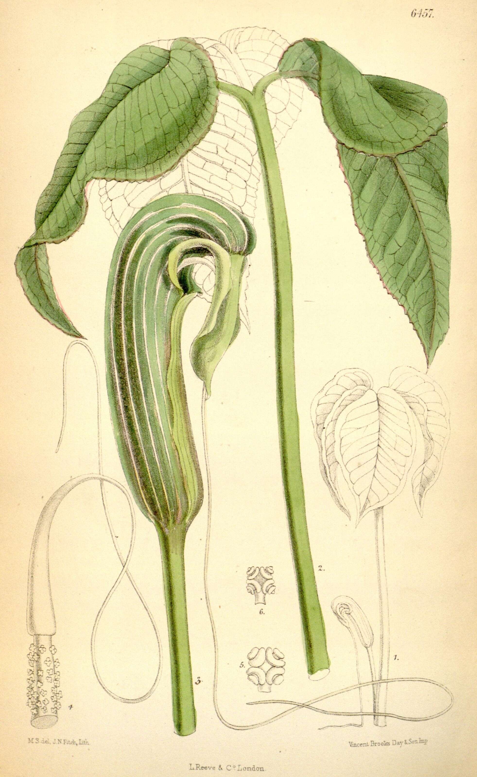 Image of arum family