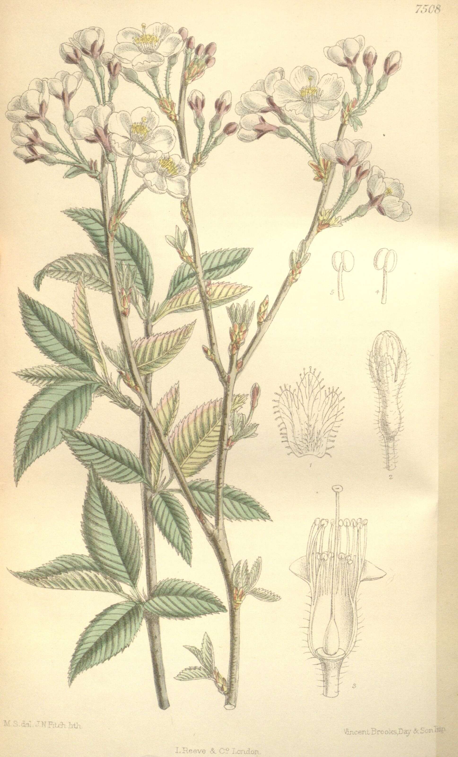 Plancia ëd Prunus subhirtella Miq.