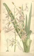 Image of Dipodium paludosum (Griff.) Rchb. fil.