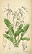 Image of Masdevallia polysticta Rchb. fil.