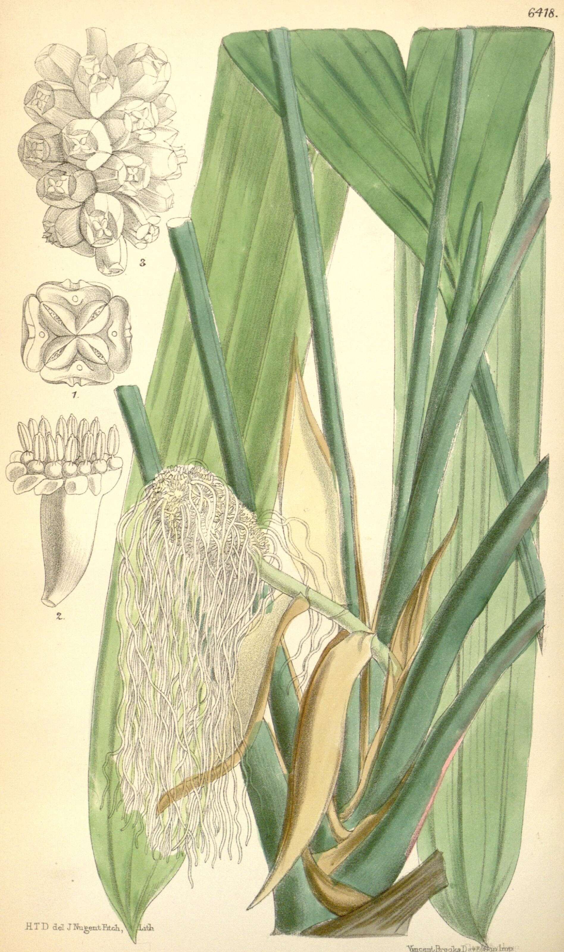 Image de Cyclanthaceae