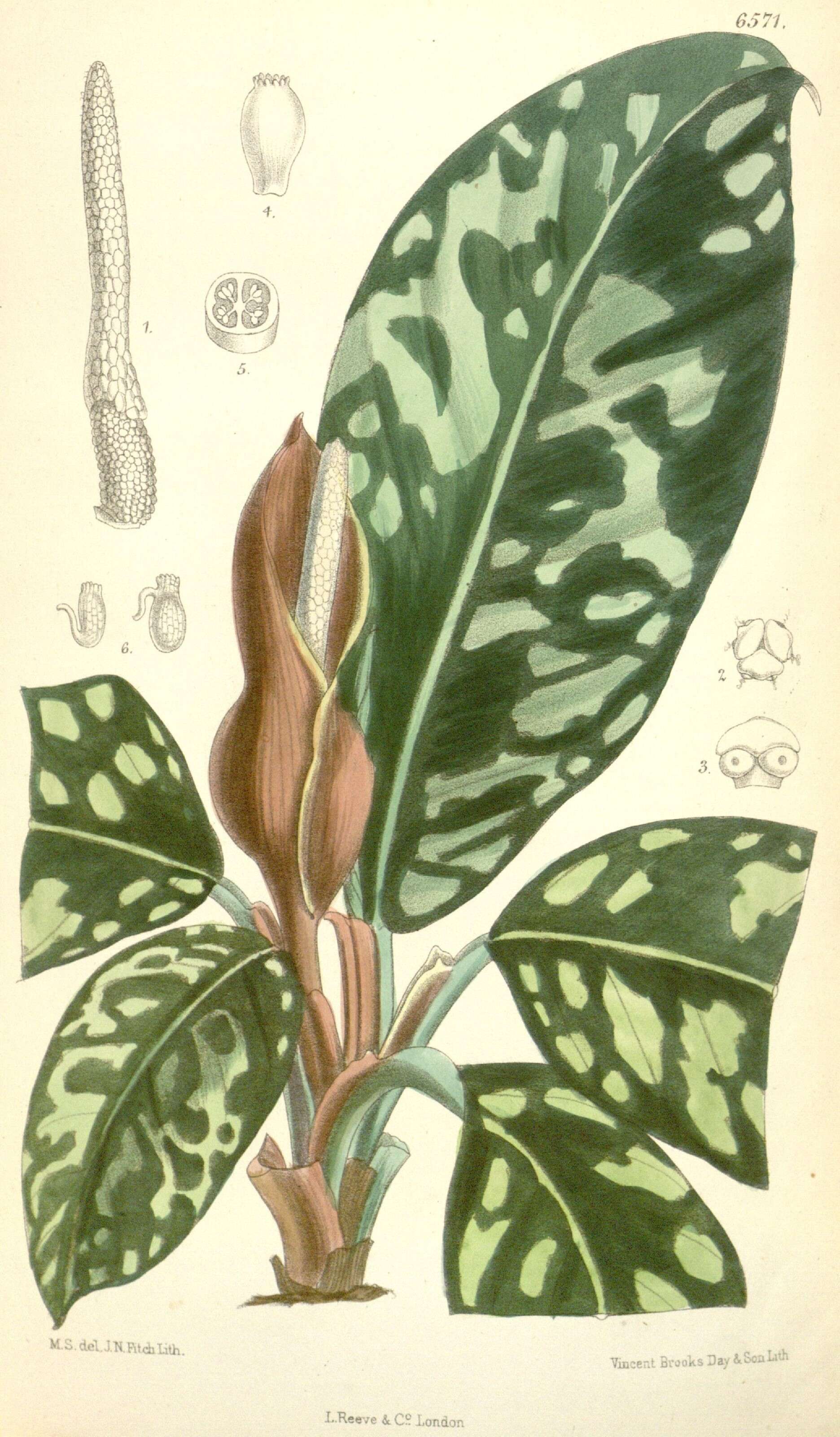 Image of arum family