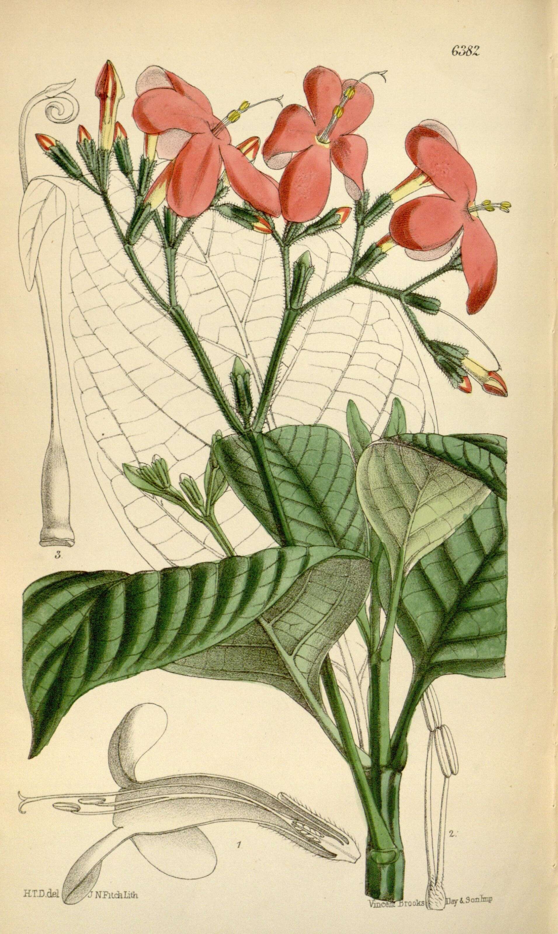 Image of acanthus family
